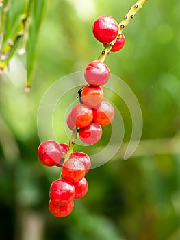 red seeds of Licuala paludosa Griff tree