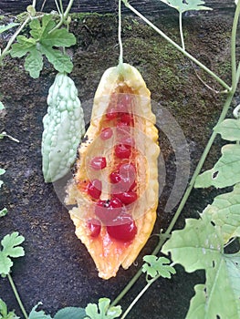 Red seeds from splitted fruit and unripe fruit beside it