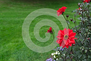 Red semi-double Dahlia blossoms in a garden. Grass background.