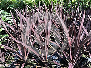 Red sensation cordyline