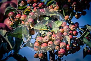 Red sentinal apple photo