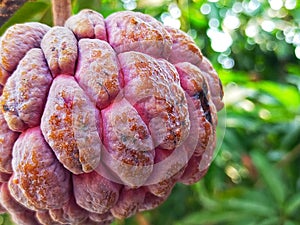 red serikaya fruit still hanging on the tree

?