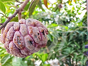 red serikaya fruit still hanging on the tree

?