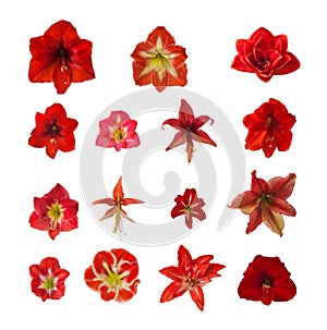Red set of  flowers of hippeastrum amaryllis