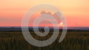 Red setting sun behind the beautiful clouds over the wheat field