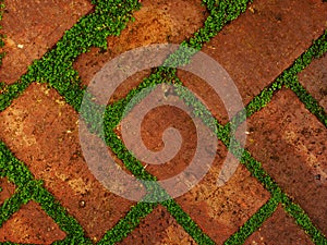 Red shaded bricks with gaps filled by leafy green growth