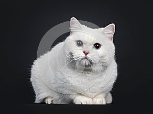 Red shaded British Shorthair cat on black