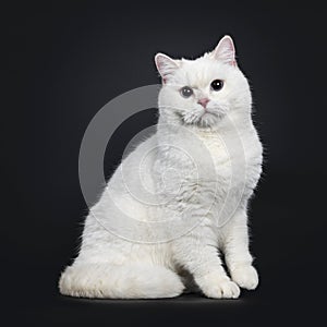 Red shaded British Shorthair cat on black