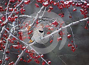 red shafted cross yellow intergrade northern flicker in nature