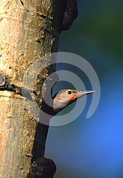 Red-shafted Flicker