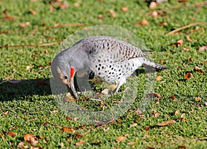 Red-shafted Flicker digging into a lawn for grubs