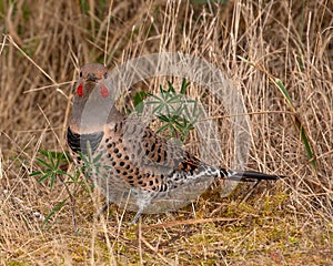 Red Shafted Flicker on Ground, Washington