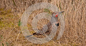 Red Shafted Flicker on Ground, Washington, looking right