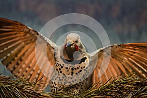 Red-shafted Northern Flicker