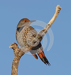 Red Shafted Northern Flicker