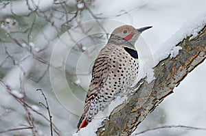 Red-Shafted Northern Flicker in the Snow