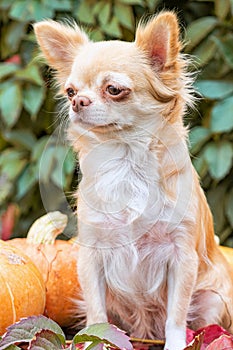 A red shaggy chihuahua dog sits next to the pumpkins