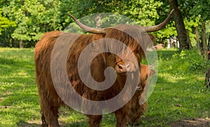 Red and shaggy Scottish Highland cow with large and long horns and offspring.