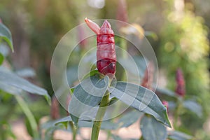 Red Shampoo Ginger flower or Zingiber zerumbet on blur nature background.