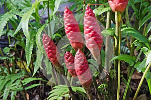 Red shampoo ginger fruits in a garden