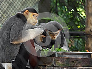 Red-Shanked Douc with Family in The Cage