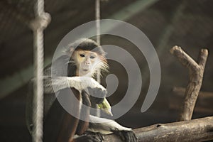 Red-shanked Douc Langur