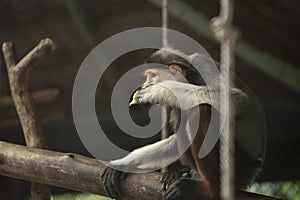 Red-shanked Douc Langur