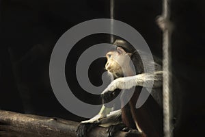 Red-shanked Douc Langur