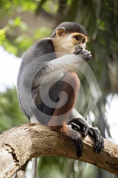 Red-shanked douc langur