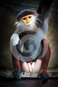 Red-shanked douc langur