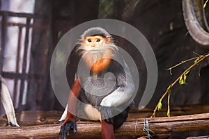 red shanked douc langur