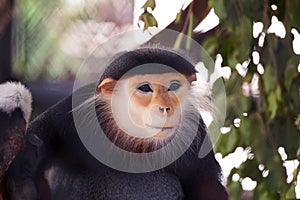 red shanked douc langur