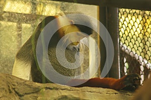 Red-shanked Douc Langur in the cage.