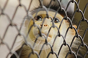 Red-shanked Douc Langur in the cage.
