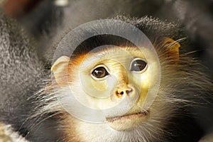 Red-shanked Douc Langur in the cage.