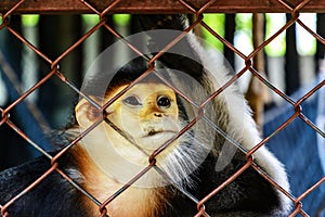 Red-shanked Douc Langur in cage