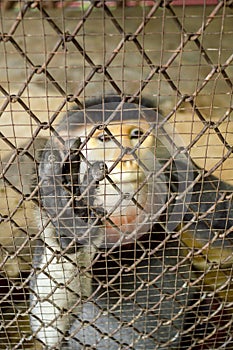 Red shanked douc langur in cage