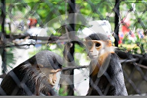 a Red-shanked Douc Langur in cage, Bangkok, Thailand