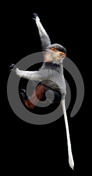 Red shanked Douc Langur isolated on black background