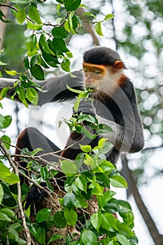 Red shanked Douc Langur Pygathrix nemaeus