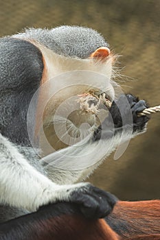 Red-shanked Douc Langur (Pygathrix nemaeus).