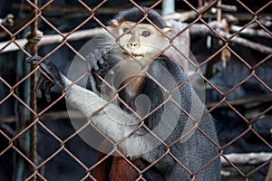 Red-Shanked Douc Langur,Pygathrix nemaeus