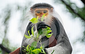 Red shanked Douc Langur Pygathrix nemaeus