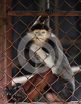 The red-shanked Douc Langur (Pygathrix nemaeus) in cage. Species