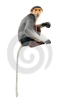 Red shanked Douc Langur isolated on white background photo