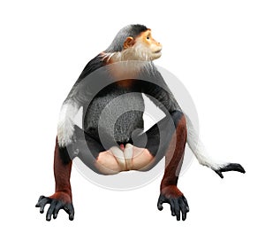 Red shanked Douc Langur isolated on white background photo