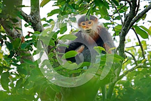 Red-shanked douc langur - Pygathrix nemaeus portrait of arboreal and diurnal Old World monkey endemic to Laos, Vietnam and photo