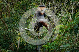 Red-shanked douc langur - Pygathrix nemaeus portrait of arboreal and diurnal Old World monkey endemic to Laos, Vietnam and photo