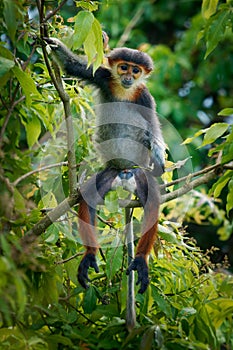 Red-shanked douc langur - Pygathrix nemaeus portrait of arboreal and diurnal Old World monkey endemic to Laos, Vietnam and photo