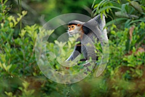 Red-shanked douc langur - Pygathrix nemaeus portrait of arboreal and diurnal Old World monkey endemic to Laos, Vietnam and photo